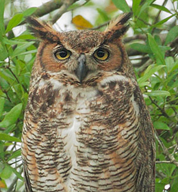 Meet the Birds of the Boreal Forest | BirdNote