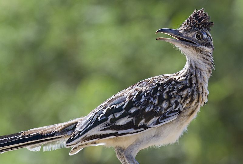Roadrunner | BirdNote Roadrunner | BirdNote