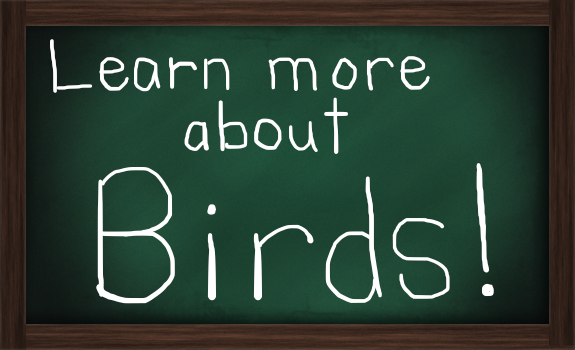 learn Birds greenboard