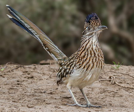 Greater Roadrunner