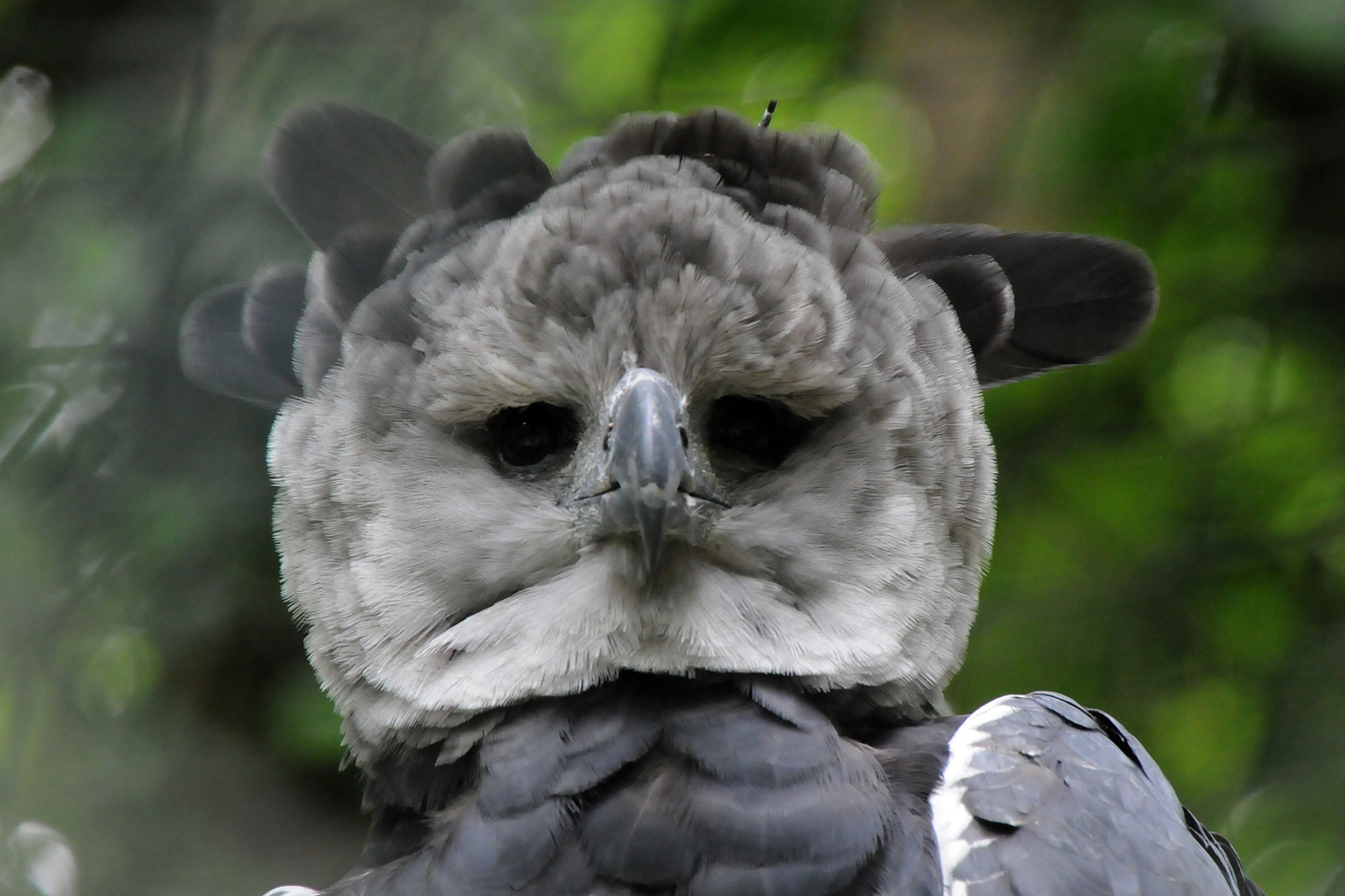 The Harpy Eagle Is a Huge, Powerful Hunter | BirdNote