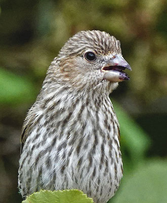 juv house finch