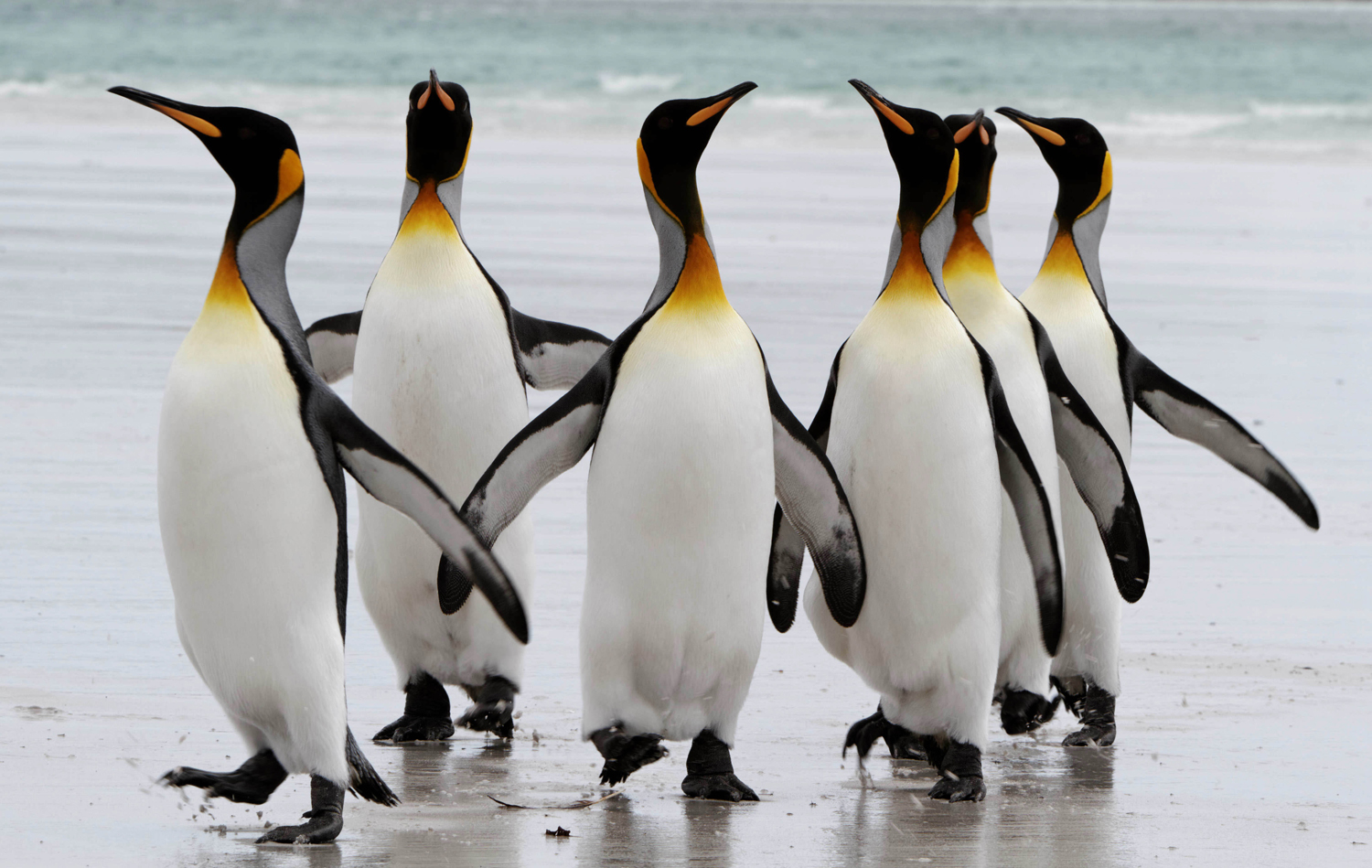 There s something about penguins birdnote