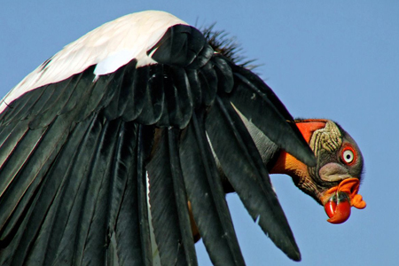 king vulture 1