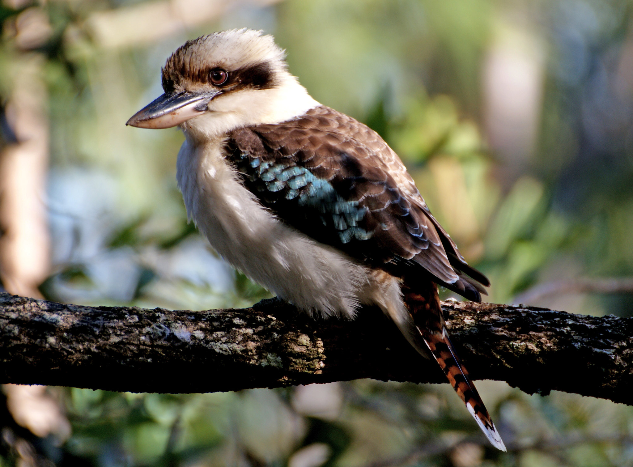 Laughing Kookaburra | BirdNote