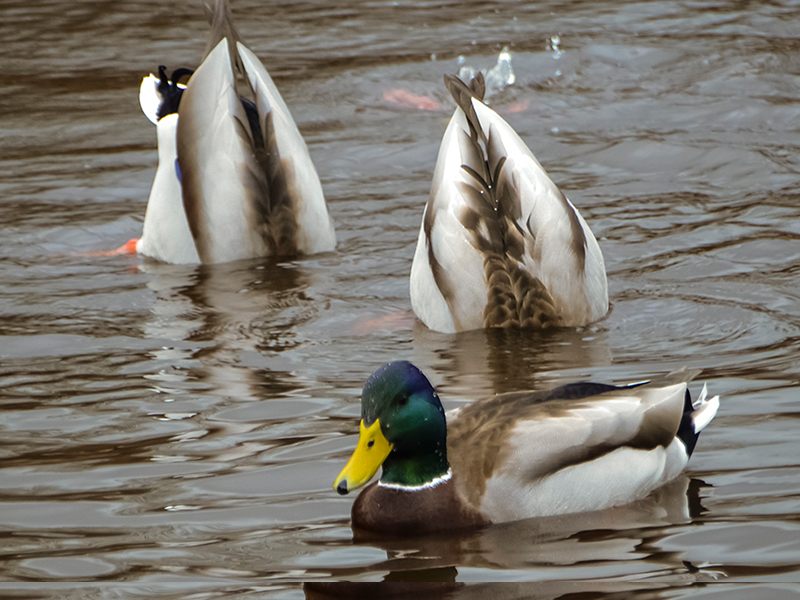 Ducks - Diving and Dabbling