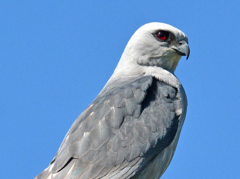 Mississippi Kites | BirdNote