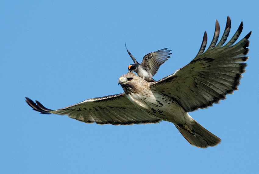 Red-tails Get Mobbed | BirdNote