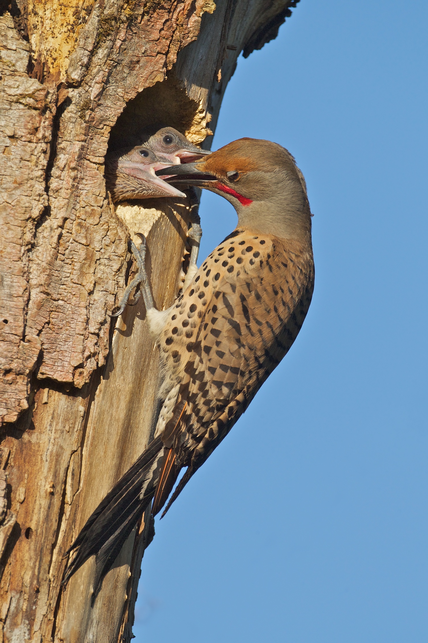 woodpecker sounds