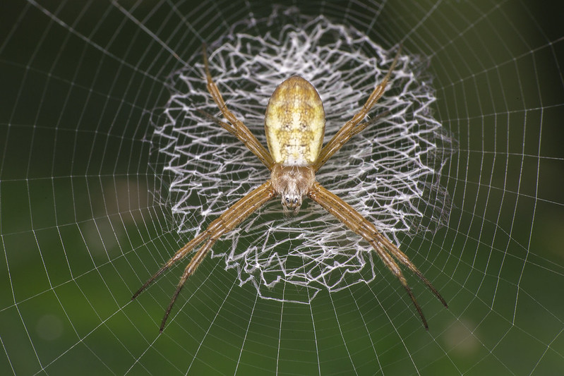 Designing a Spider Web to Evade Bird Collision