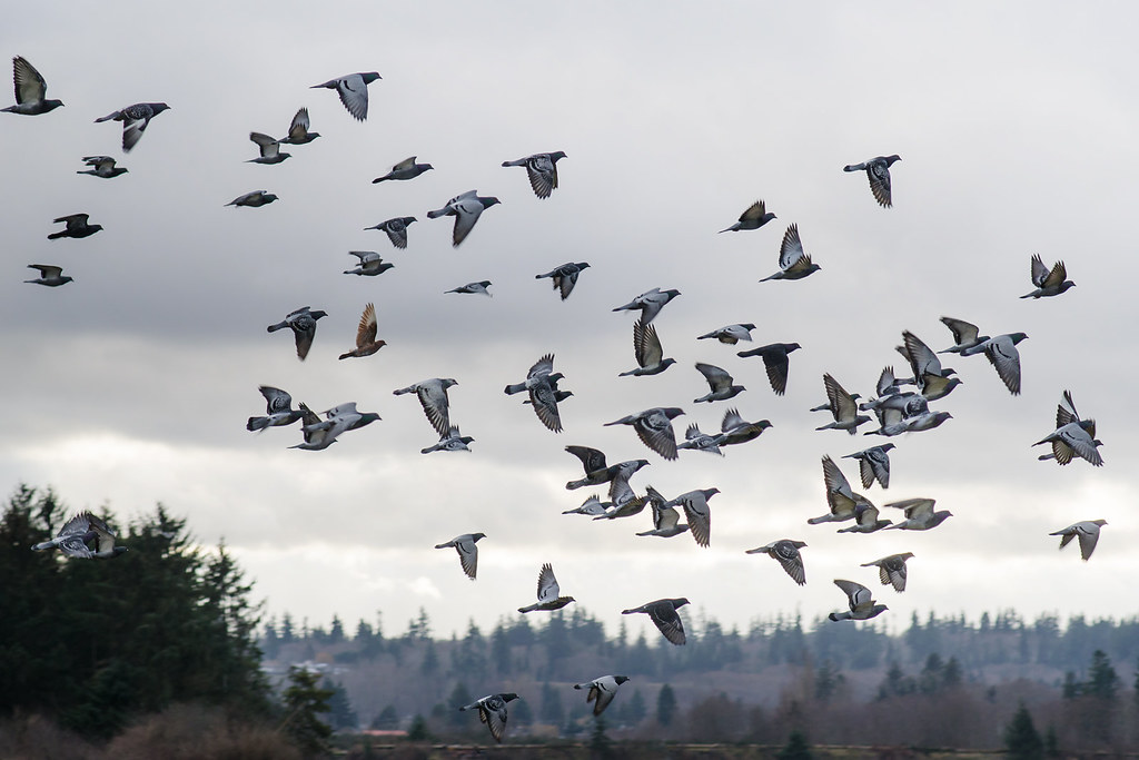 Pigeon Flocks Follow the Leader