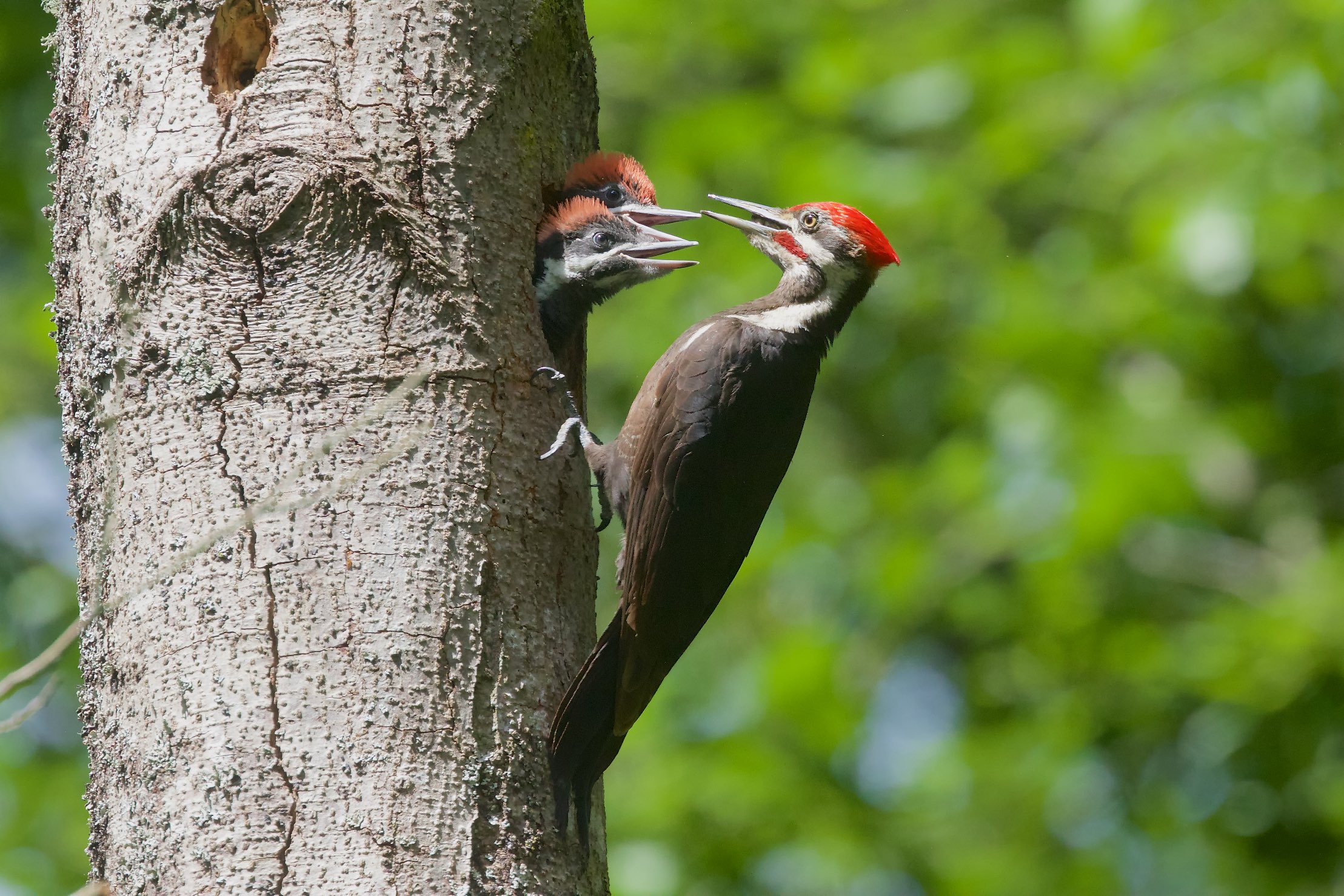What's Inside a Woodpecker's Nest Hole? | BirdNote