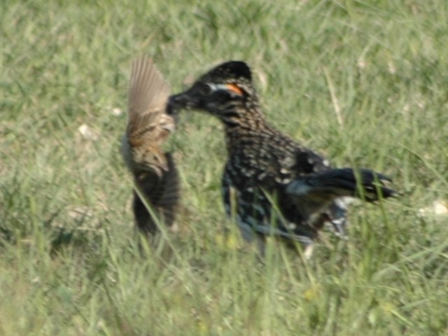 A roadrunner with a Baird's Sparrow