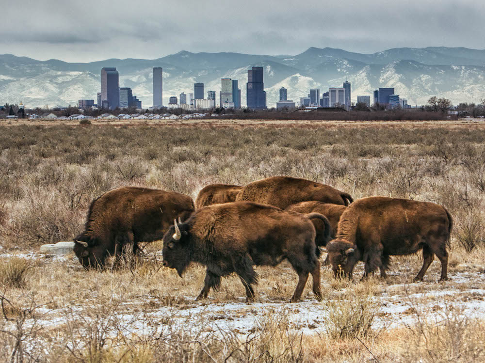 Rocky mountain arsenal cheap national wildlife refuge