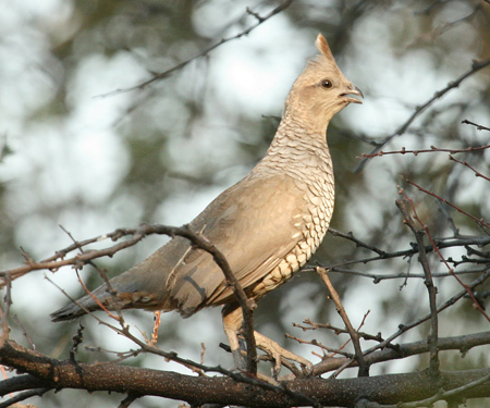 A Scaled Quail perched in Big Bend National Park