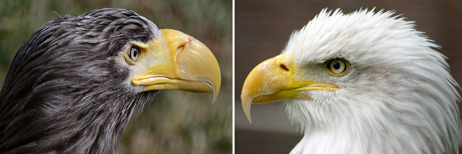 YSK The Osprey(Seahawk) is one of the only animals that will attack an Bald  Eagle. : r/Seahawks