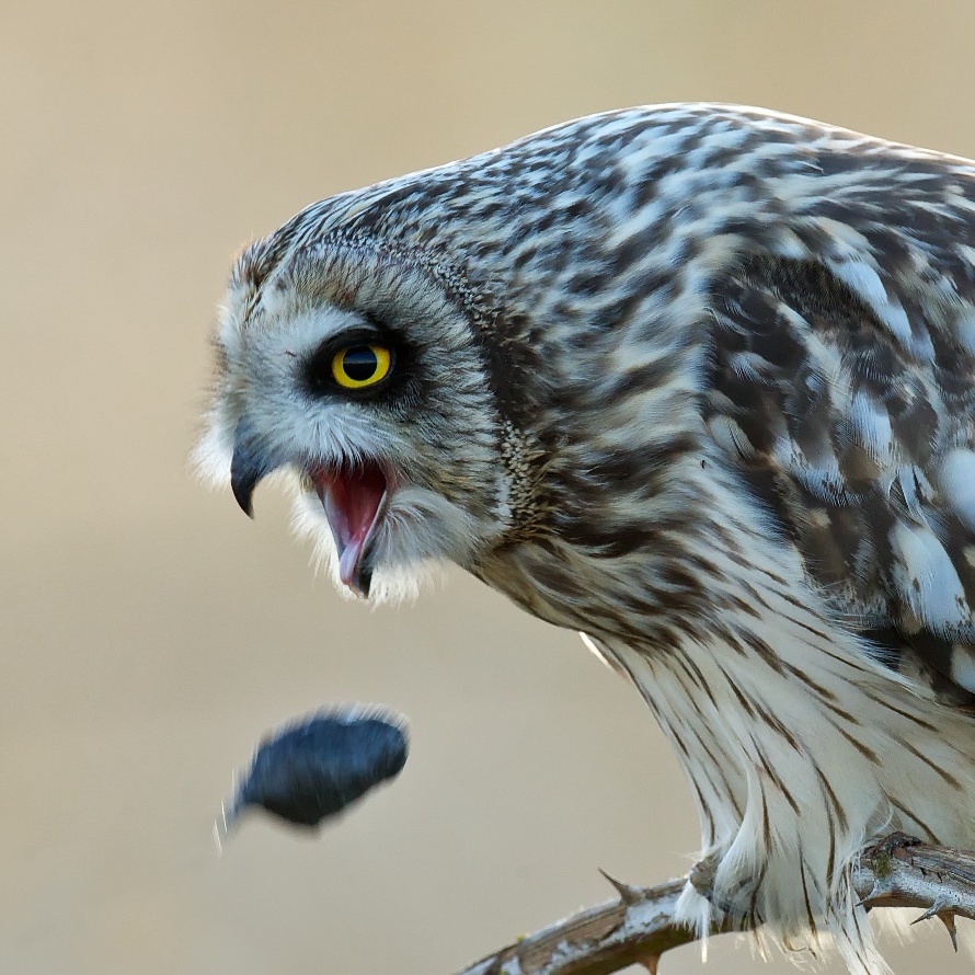 A Short-eared Owl Ejects a Pellet | BirdNote