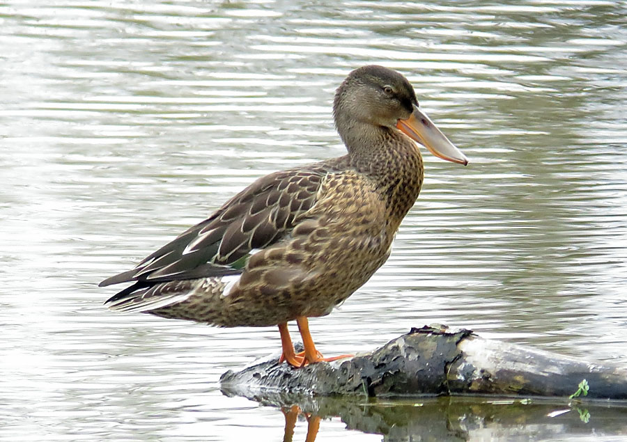 Northern Shoveler female | BirdNote