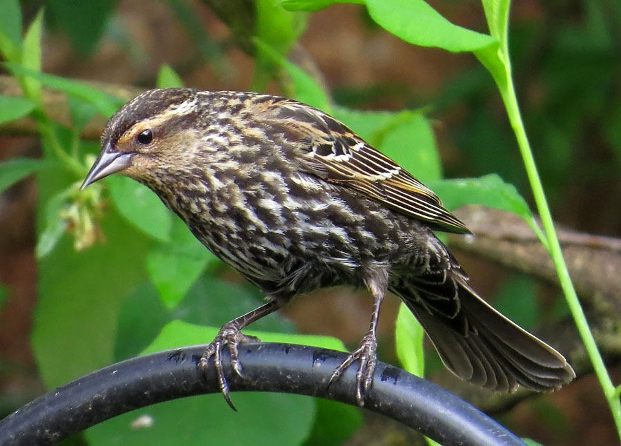 red-winged-blackbird-female-birdnote