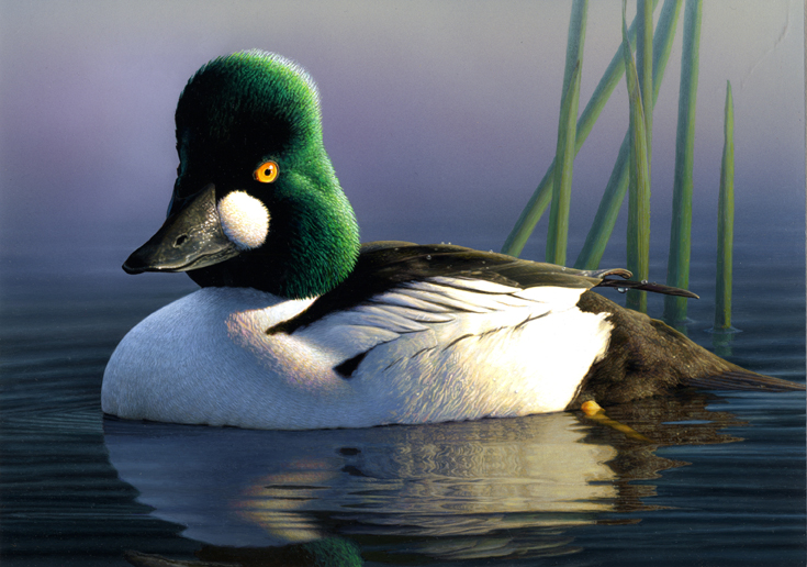 20132014 Federal Duck Stamp BirdNote
