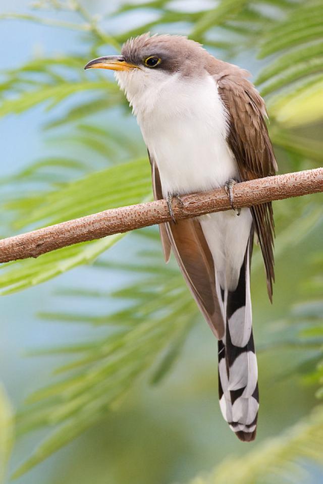 https://www.birdnote.org/sites/default/files/storage/640_fixed_width/yellow-billed-cuckoo-seth-patterson-640.jpg?itok=xtZyFCbl