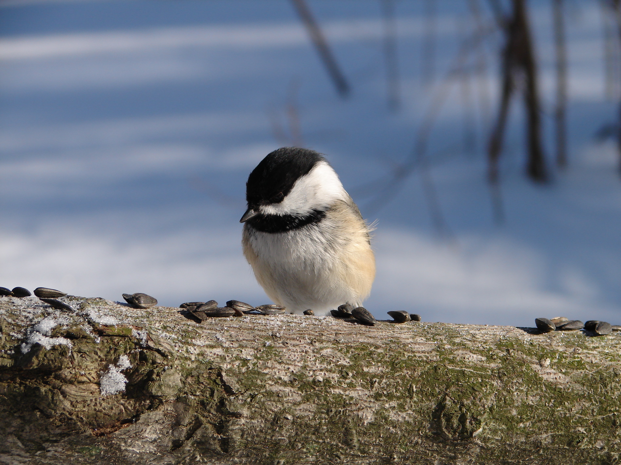 how much do birds eat birdnote how much do birds eat birdnote