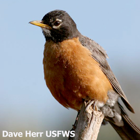 American Robin Identification, All About Birds, Cornell Lab of Ornithology