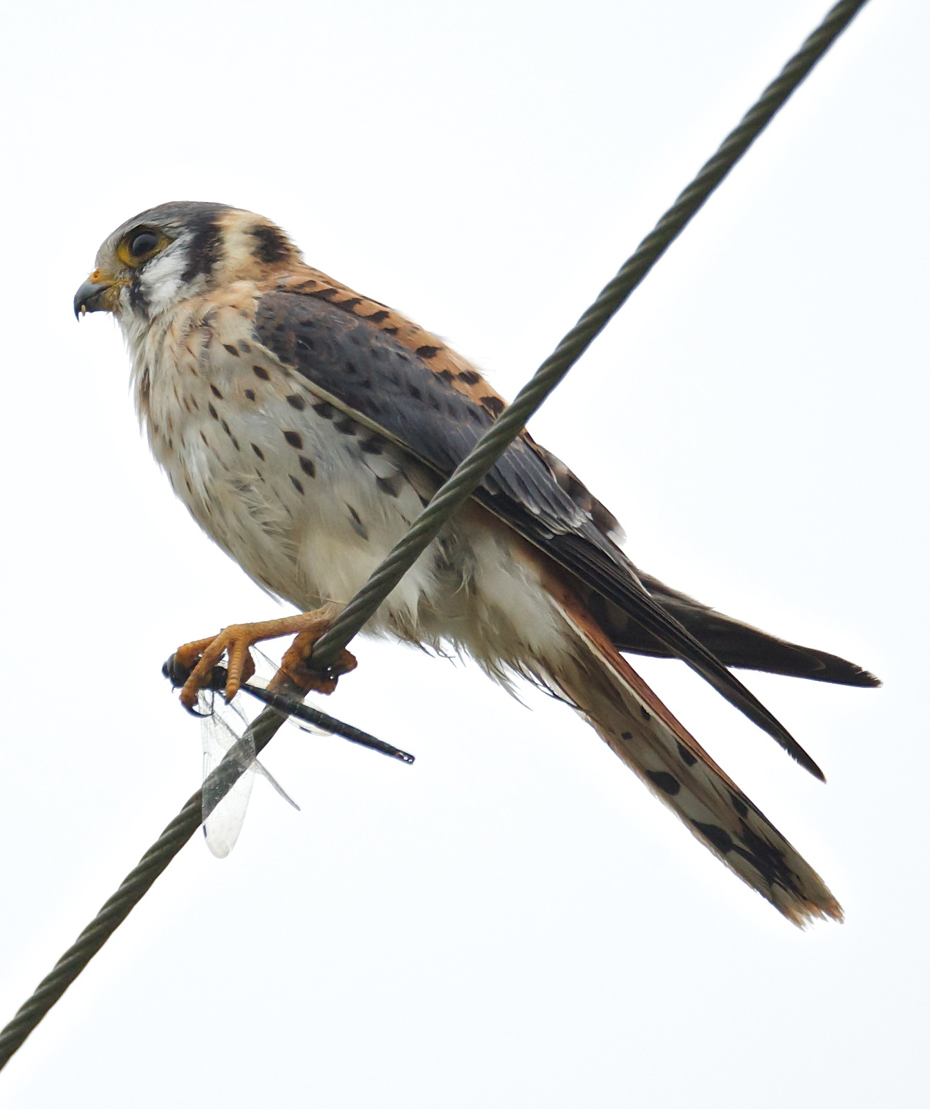 American Kestrel