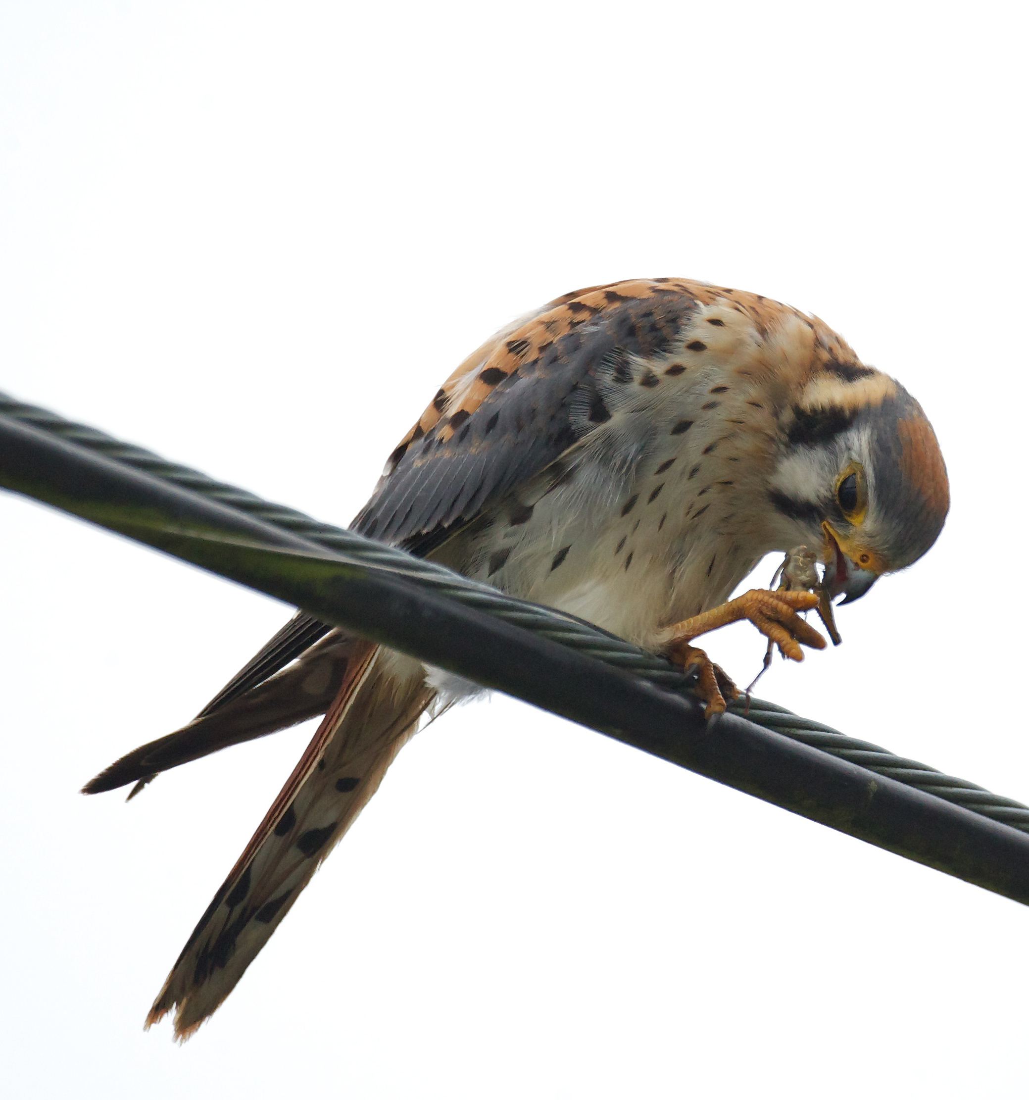 American Kestrel