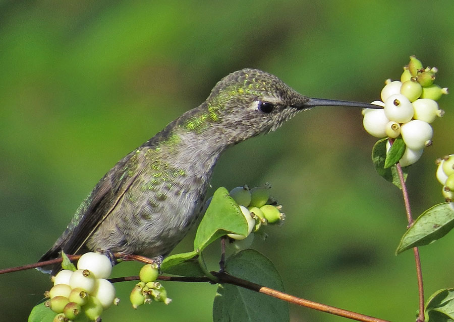 Anna's Hummingbird