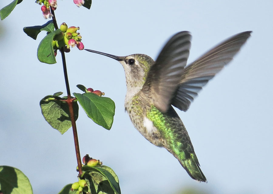 Anna's Hummingbird