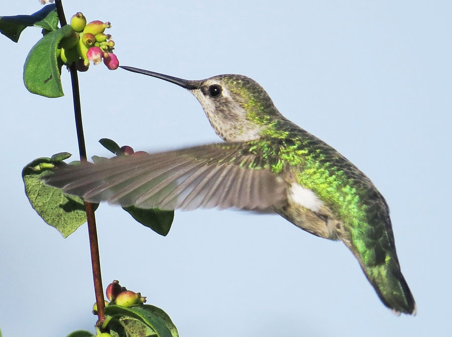Anna's Hummingbird