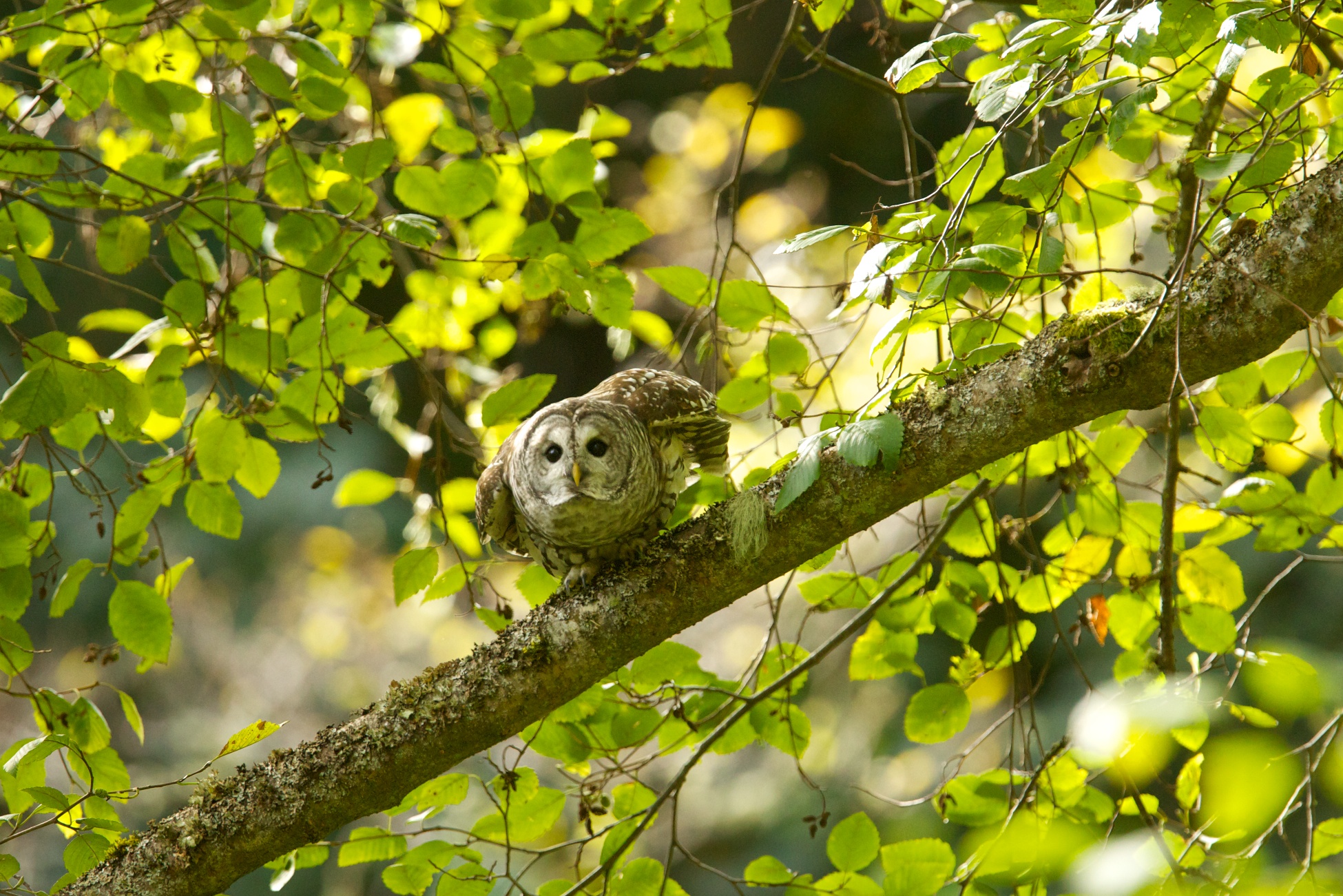 Barred Owl