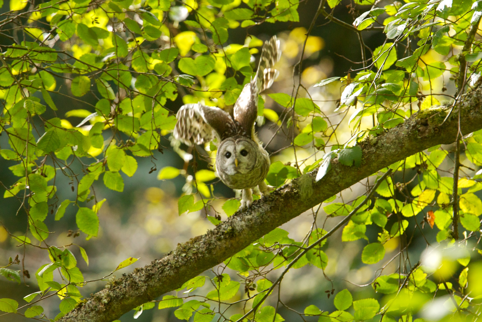 Barred Owl