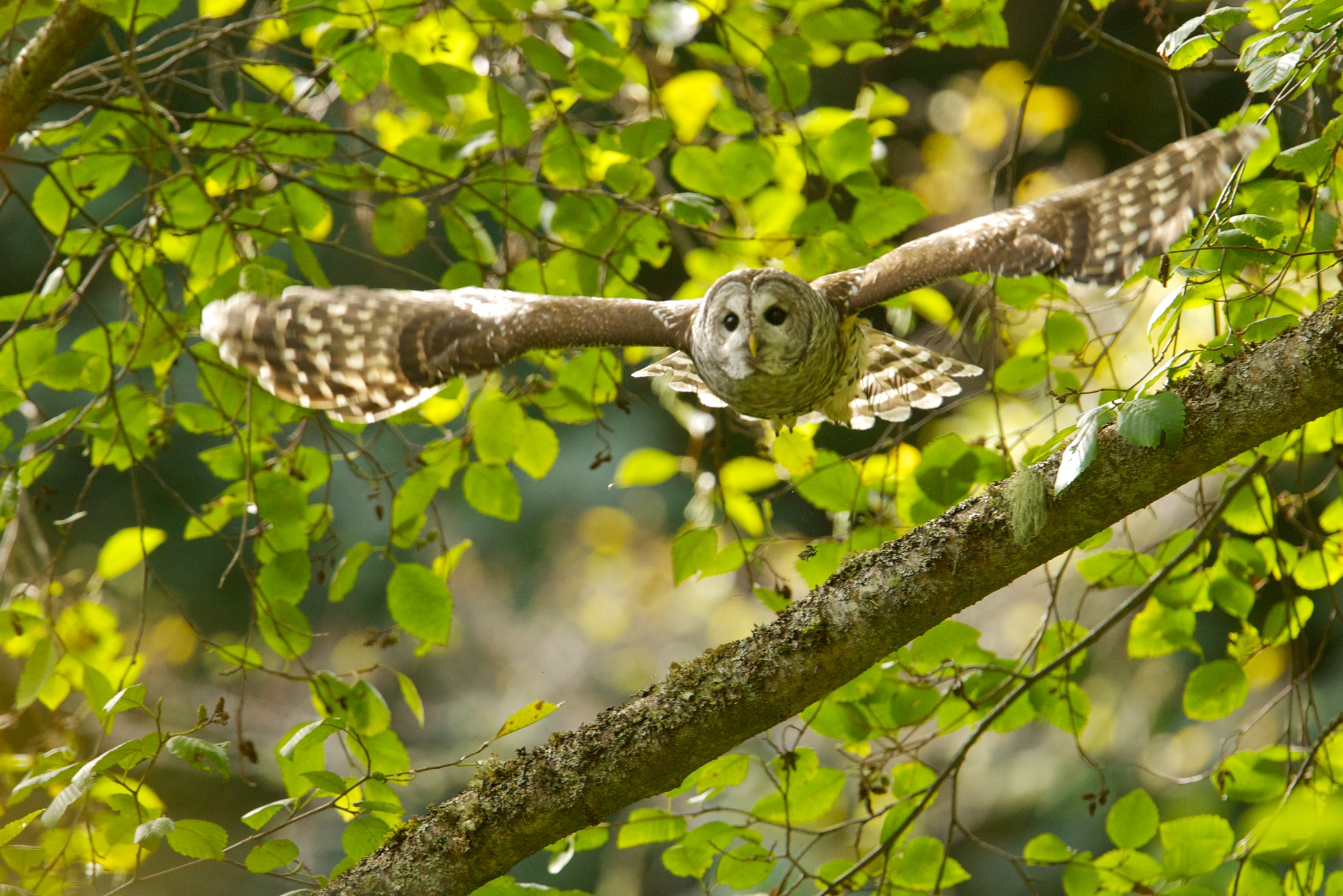 Barred Owl