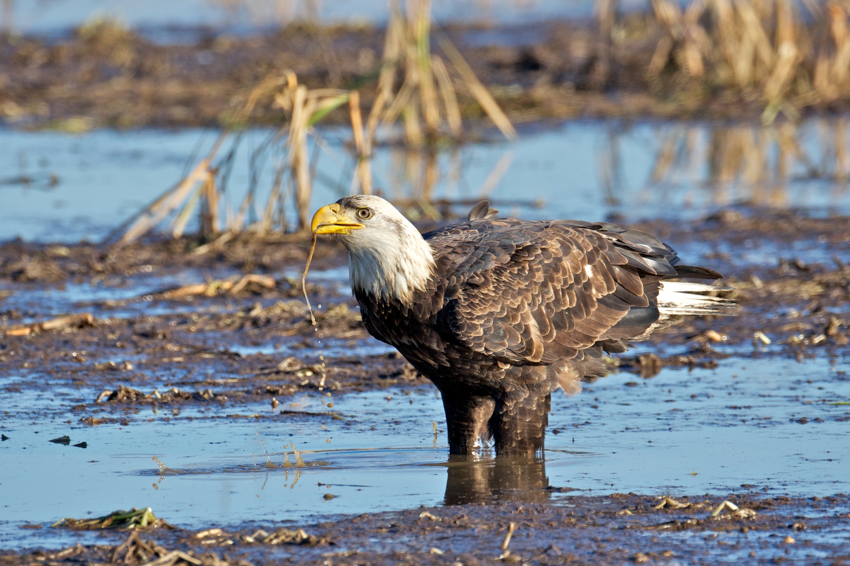 Eagle - 4th year