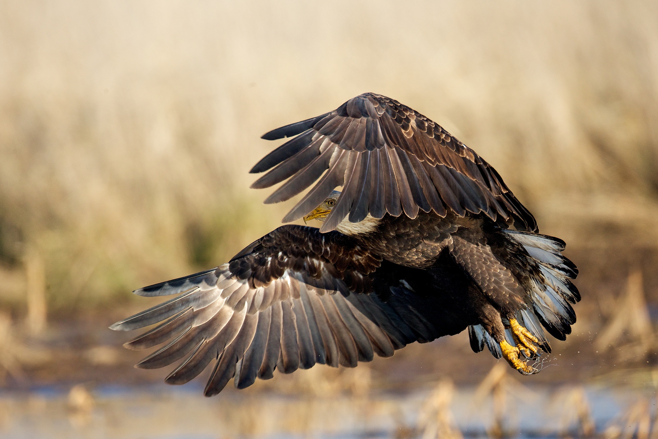 Eagle - 4th year