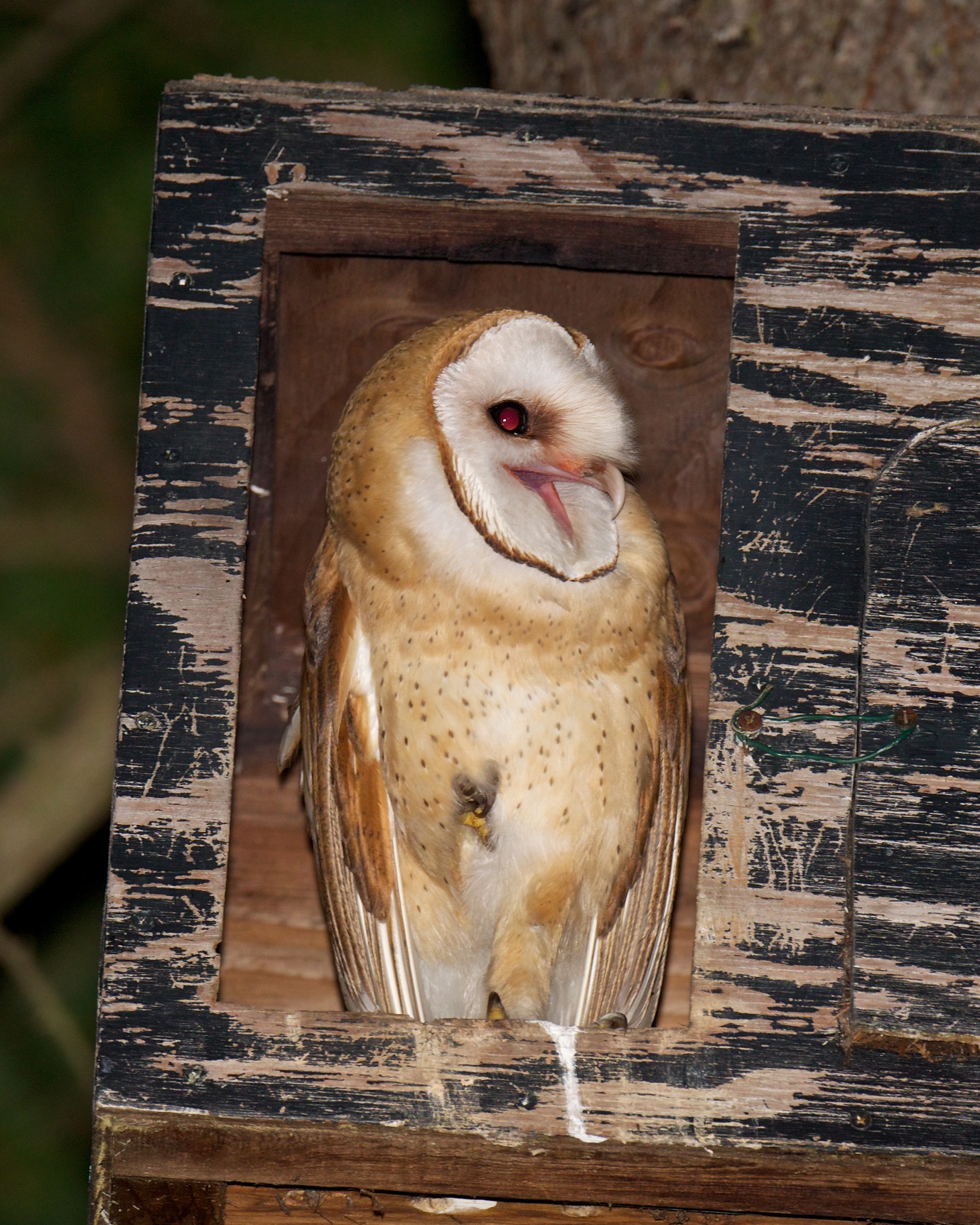 Barn Owls Let You Know | BirdNote