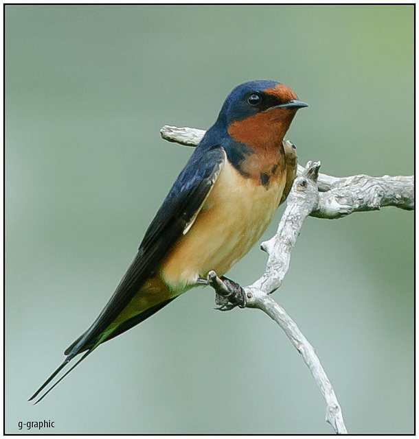 barn swallow splendor birdnote barn swallow splendor birdnote