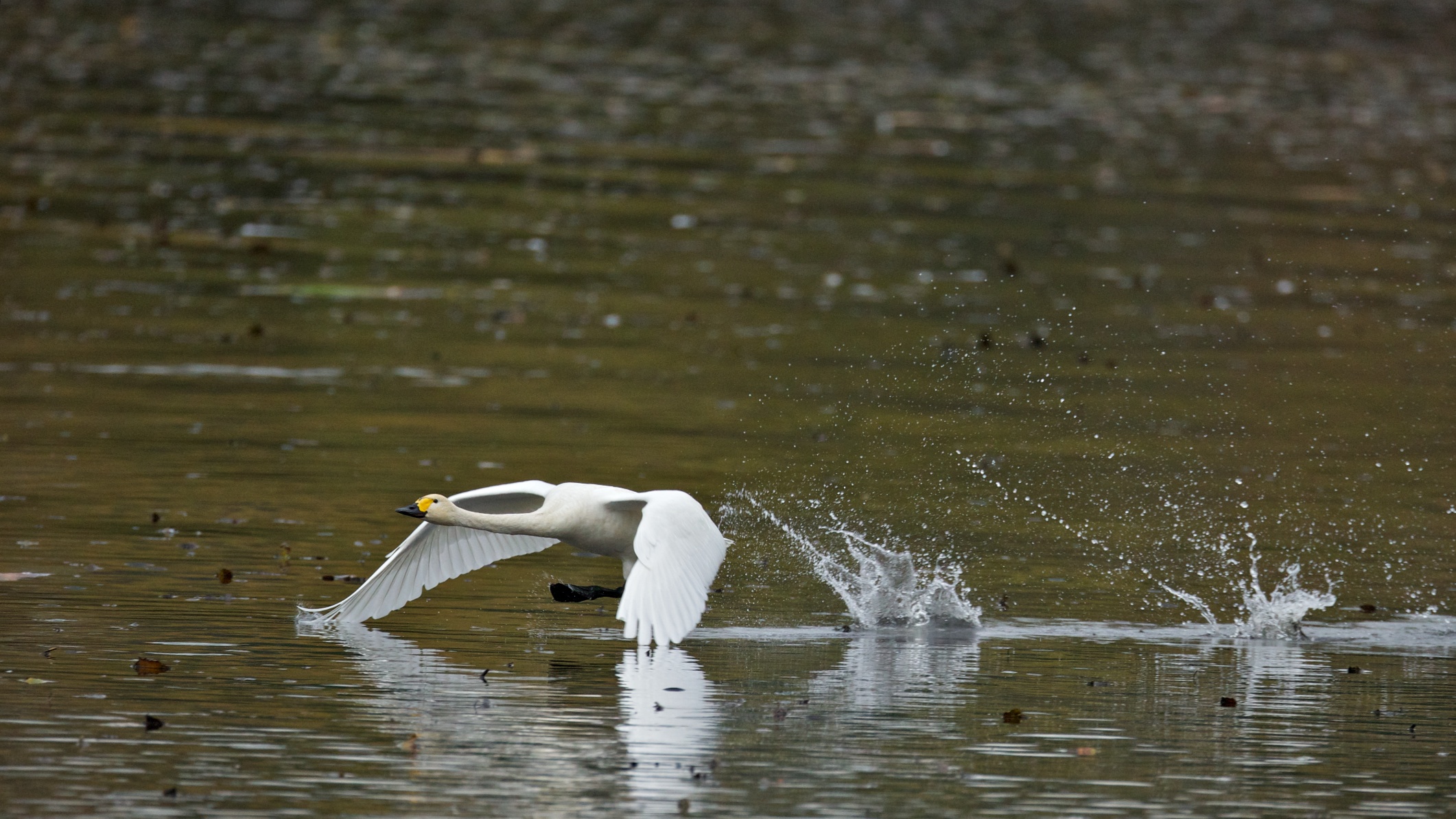Bewick's Tundra Swan
