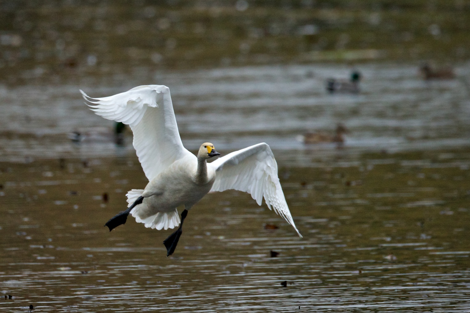 Bewick's Tundra Swan