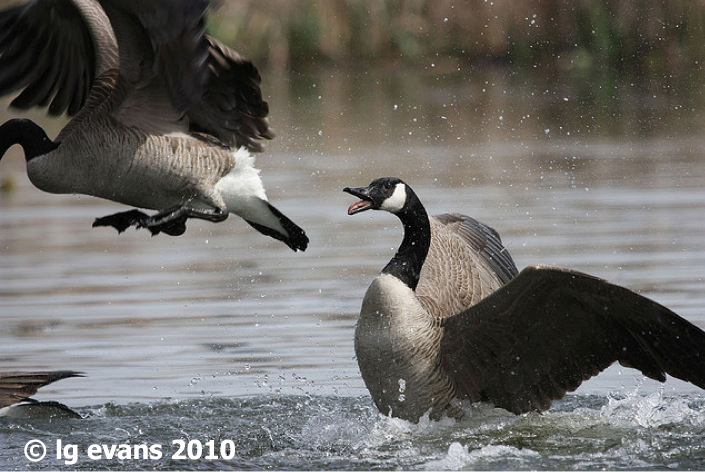 Canada Geese Defend Their Territory BirdNote