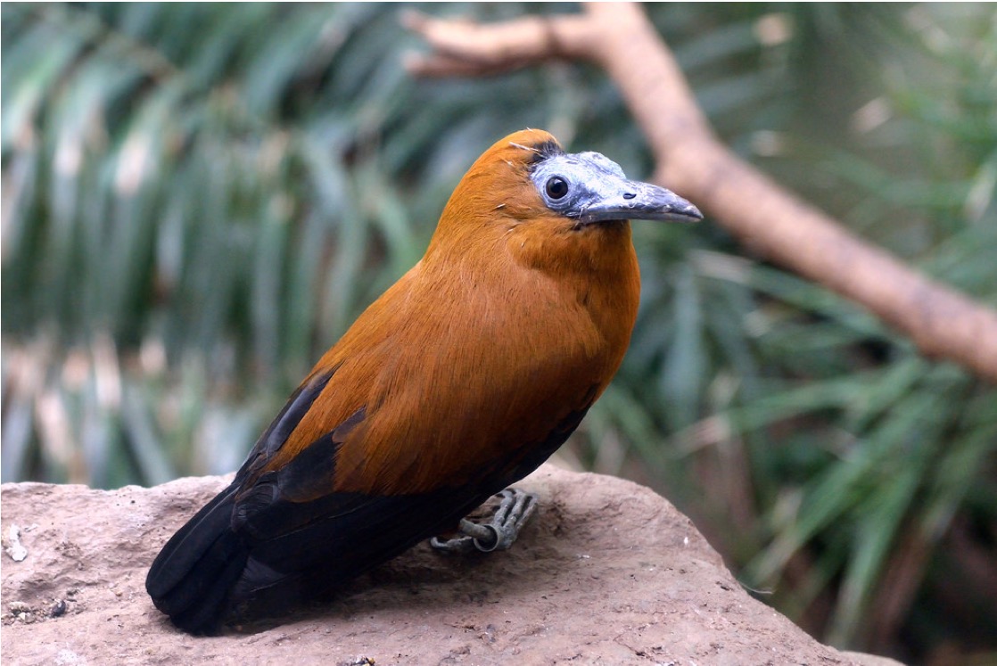 Capuchinbirds | BirdNote