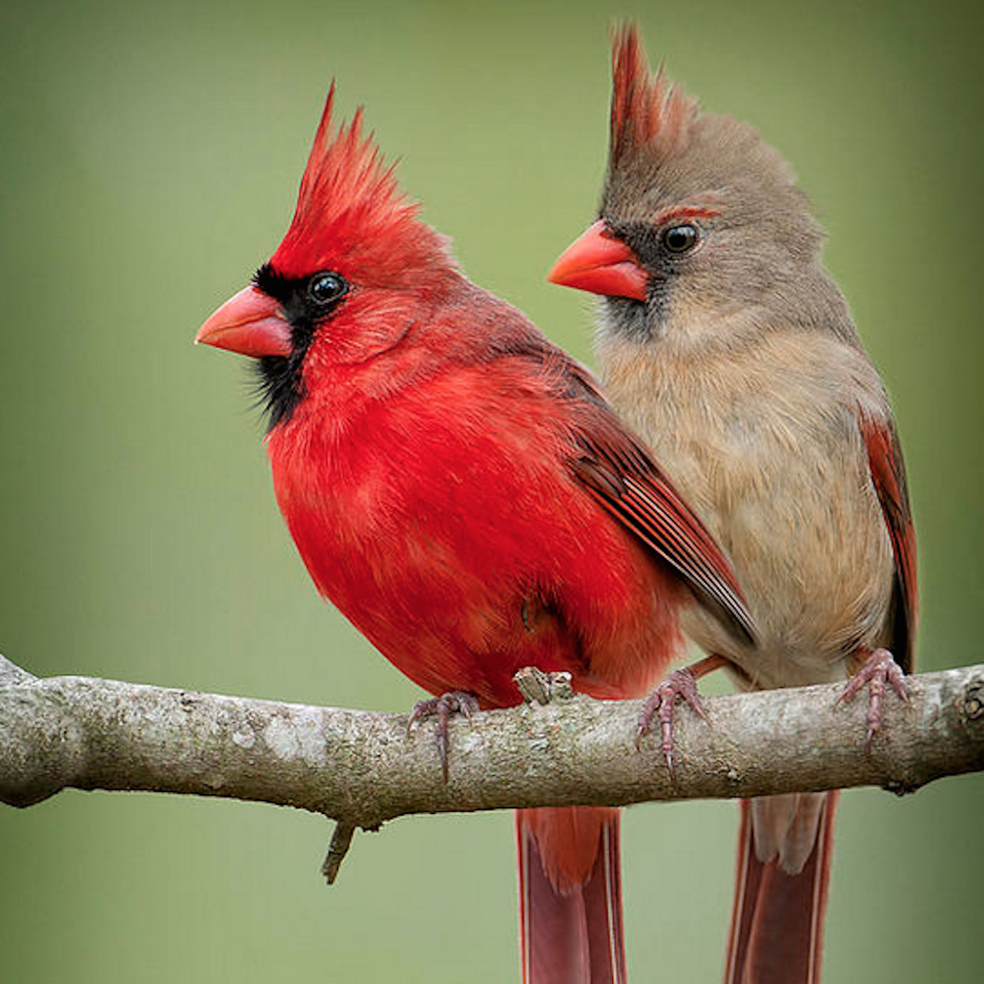 Voices and Vocabularies - Cardinals' Duet BirdNote