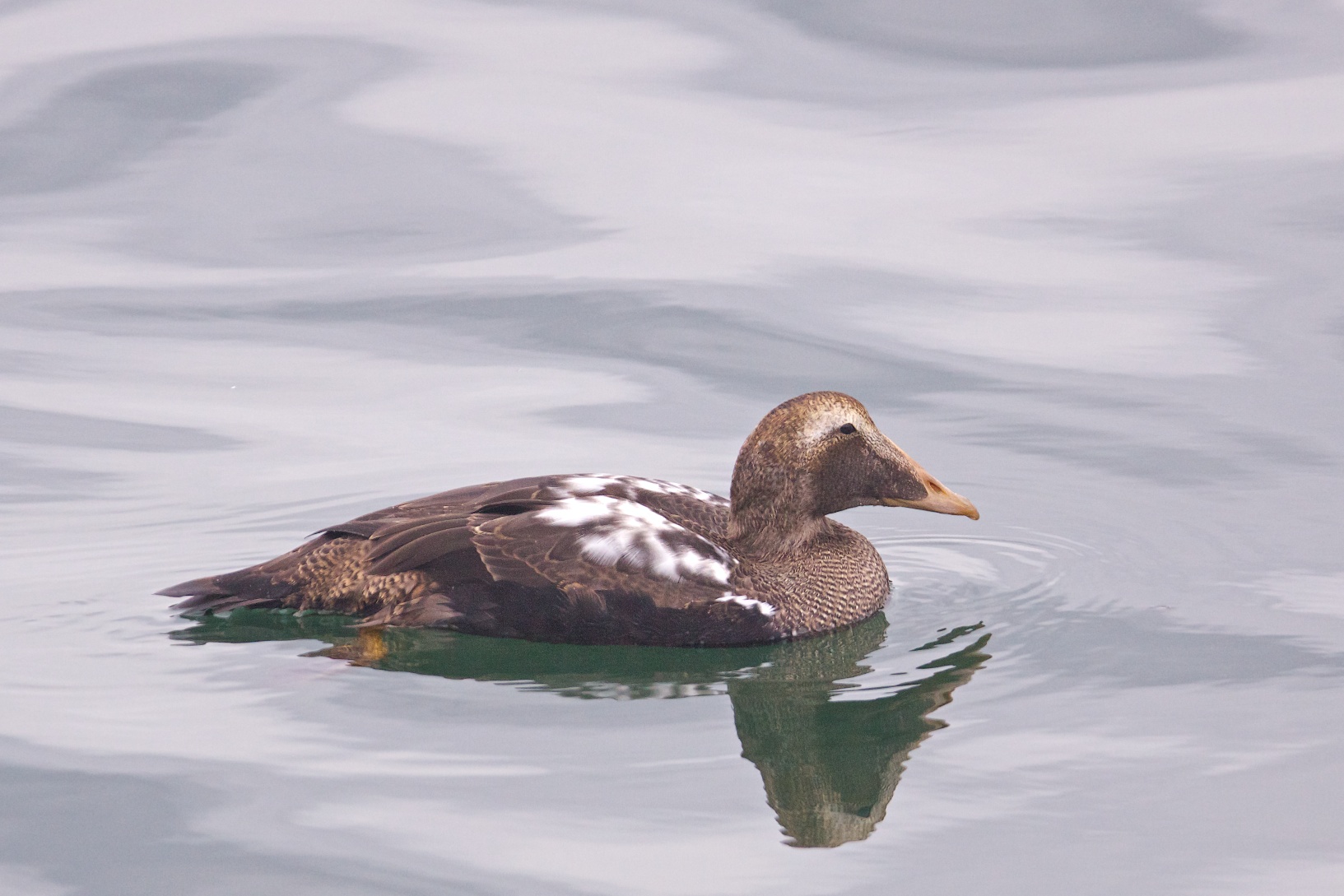 Common Eider