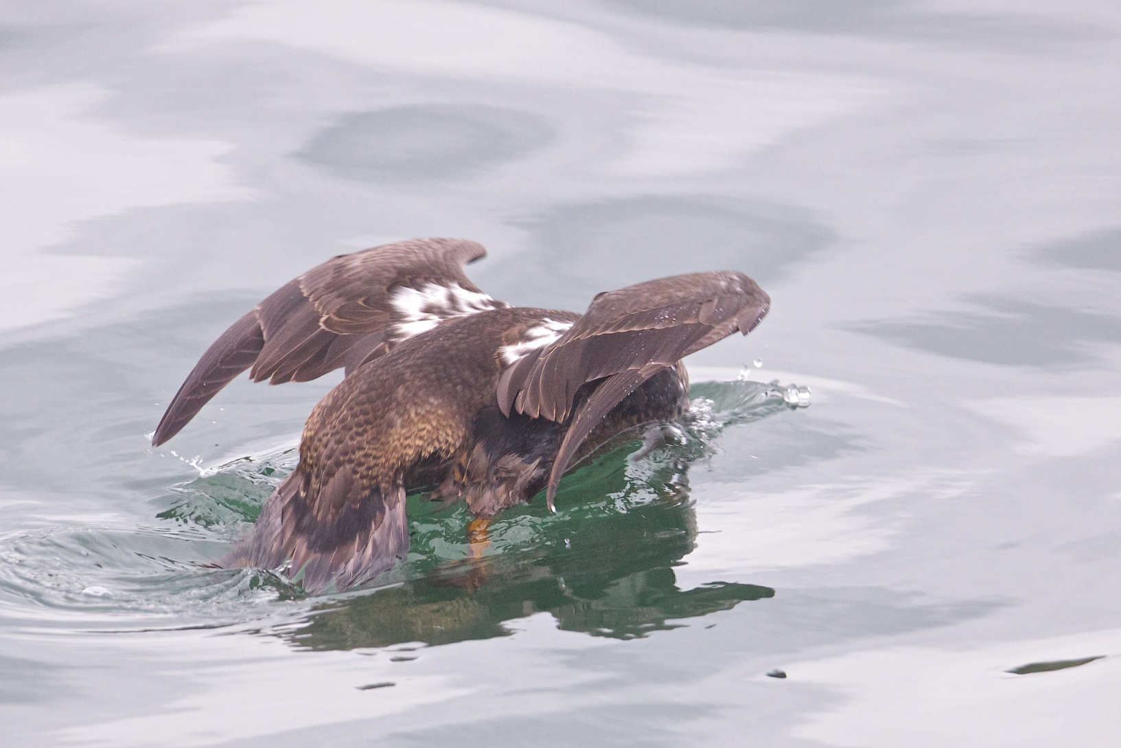 Common Eider