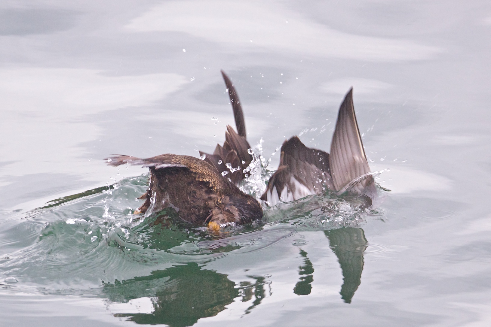 Common Eider