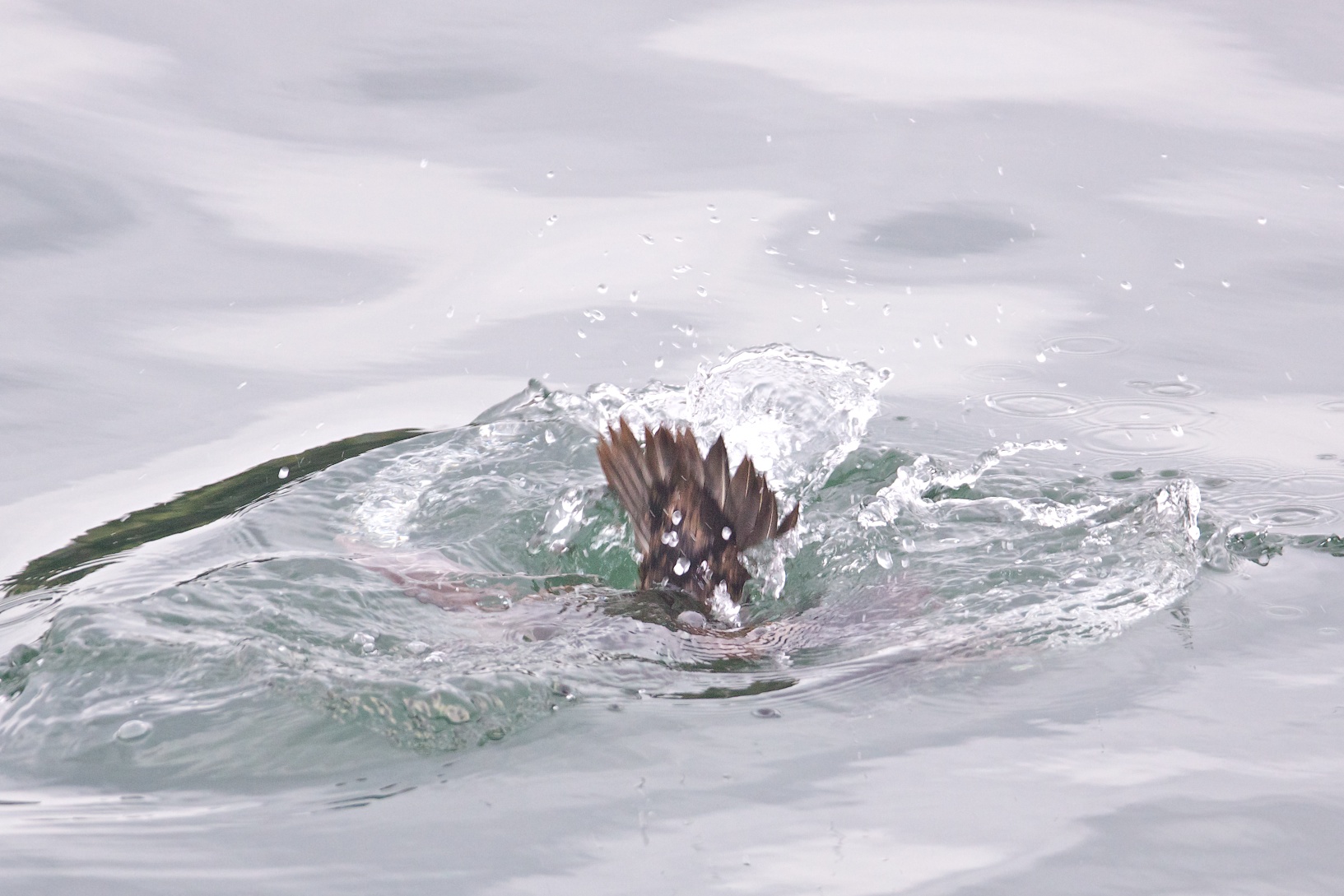 Common Eider