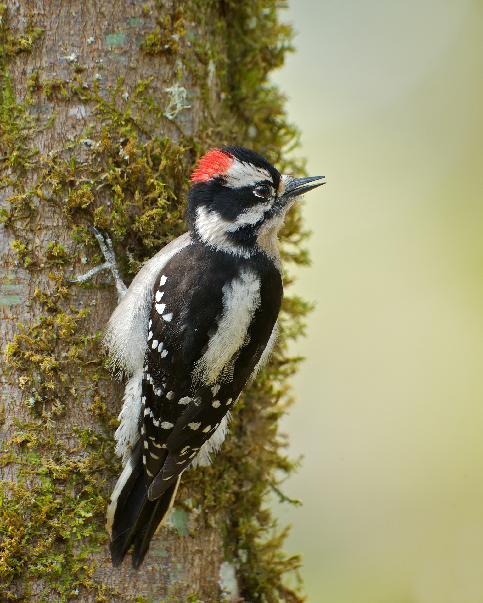 female and male downy woodpecker