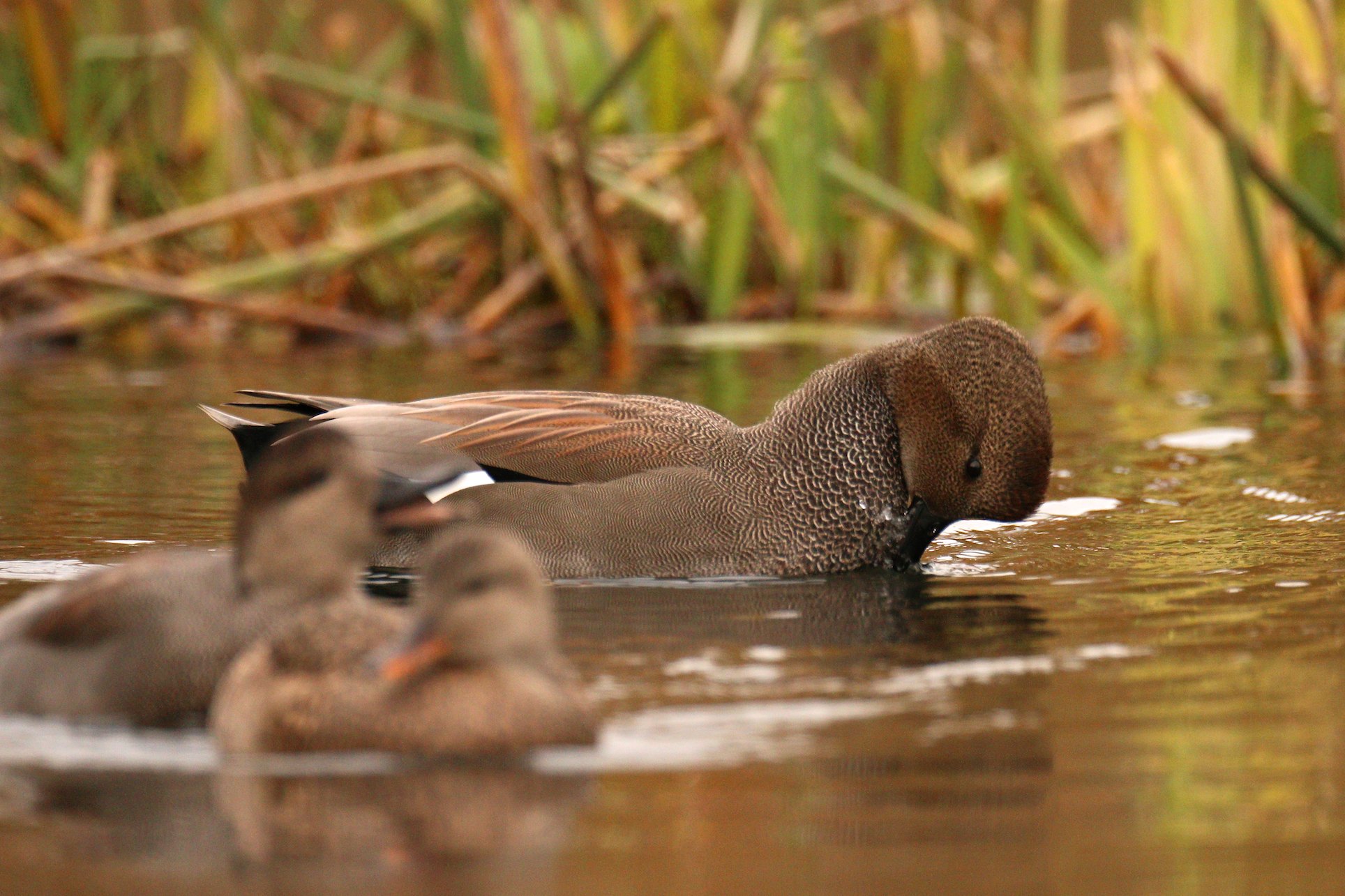Gadwall